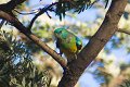 male grass parrot